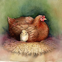 Watercolor Hen with Chick by Betty Ann  Medeiros