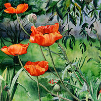Watercolor Poppies by Betty Ann  Medeiros