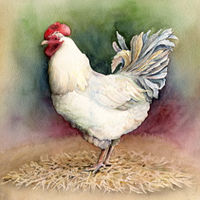 Watercolor White Rooster by Betty Ann  Medeiros