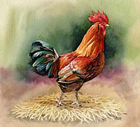 Watercolor Red Rooster by Betty Ann  Medeiros