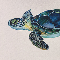 Watercolor Turtle by Betty Ann  Medeiros