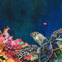 Watercolor Turtle and Coral Reef by Betty Ann  Medeiros