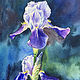 Watercolor Purple Iris by Elizabeth4361 Medeiros
